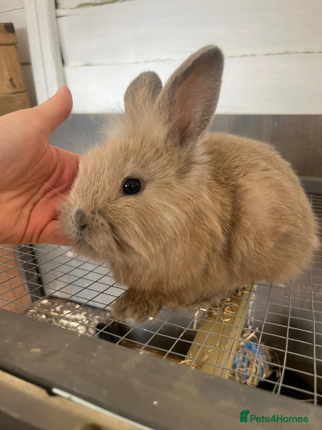 Lionhead rabbits for sale: Male lionhead bunny  in Aldershot - Advert 1