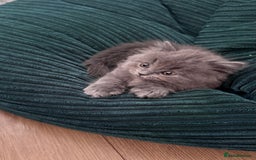 British Longhair cats for sale: British longhair ready for home in Watford - Image 28
