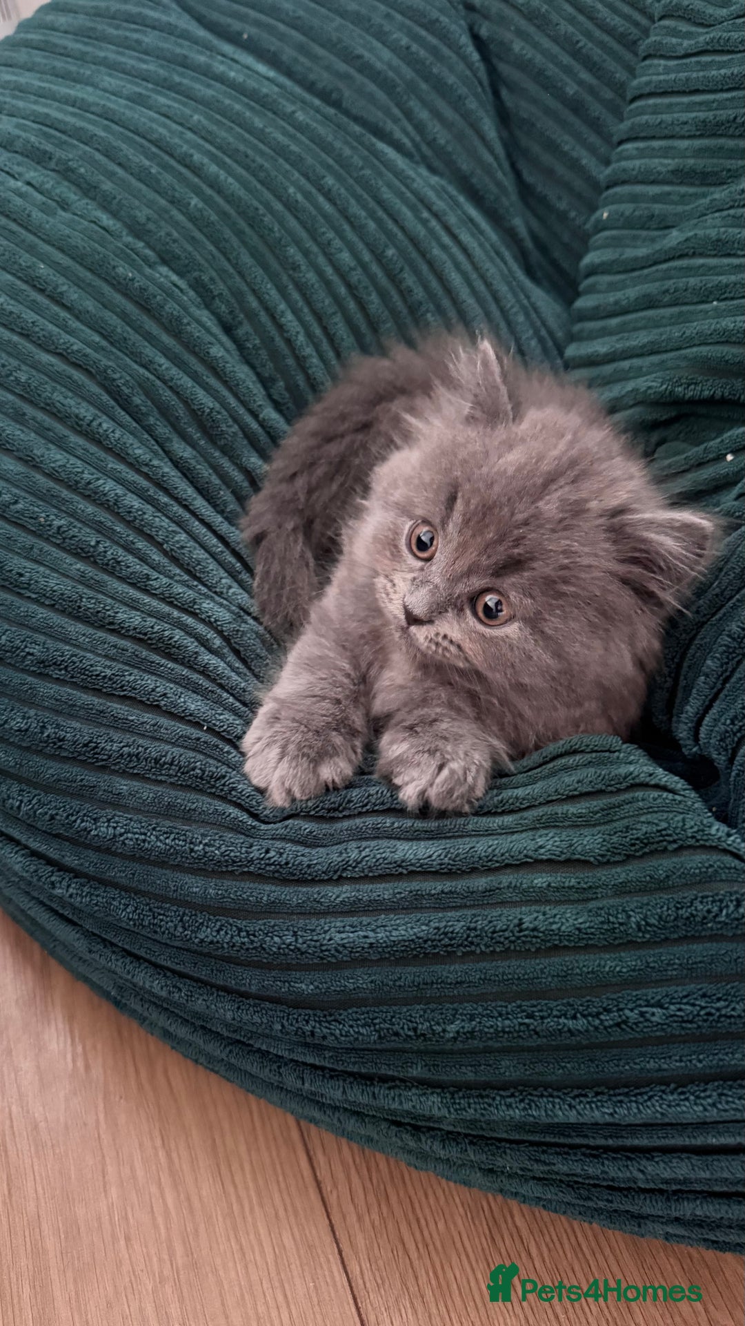 British Longhair cats for sale: British longhair ready for home in Watford - Image 28