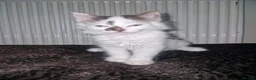 Mixed Breed cats for sale: Playful Cute fluffy kitten ready for a new home - Advert 2