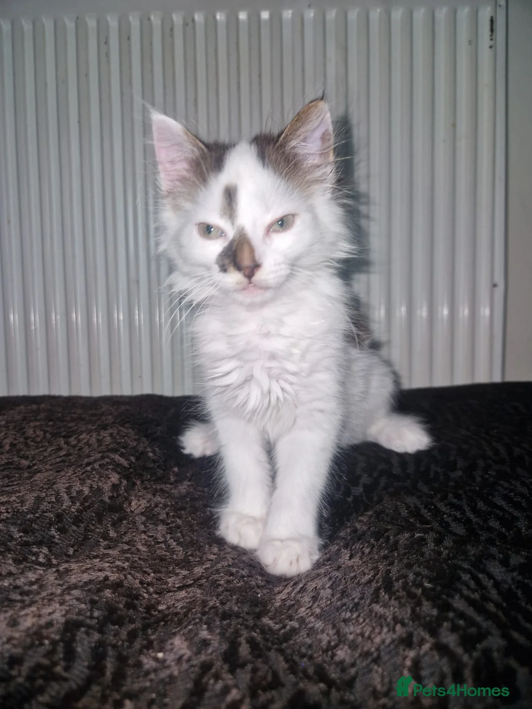 Mixed Breed cats for sale: Playful Cute fluffy kitten ready for a new home - Advert 2