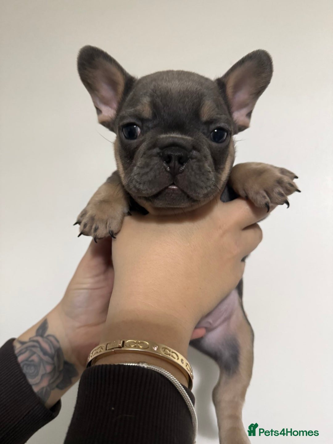 French Bulldog dogs for sale: Quality french bulldogs for sale - Advert 12