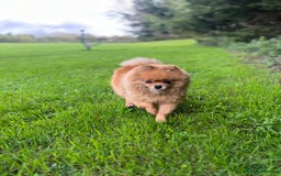 Pomeranian dogs for sale: RUNA  - Image 2