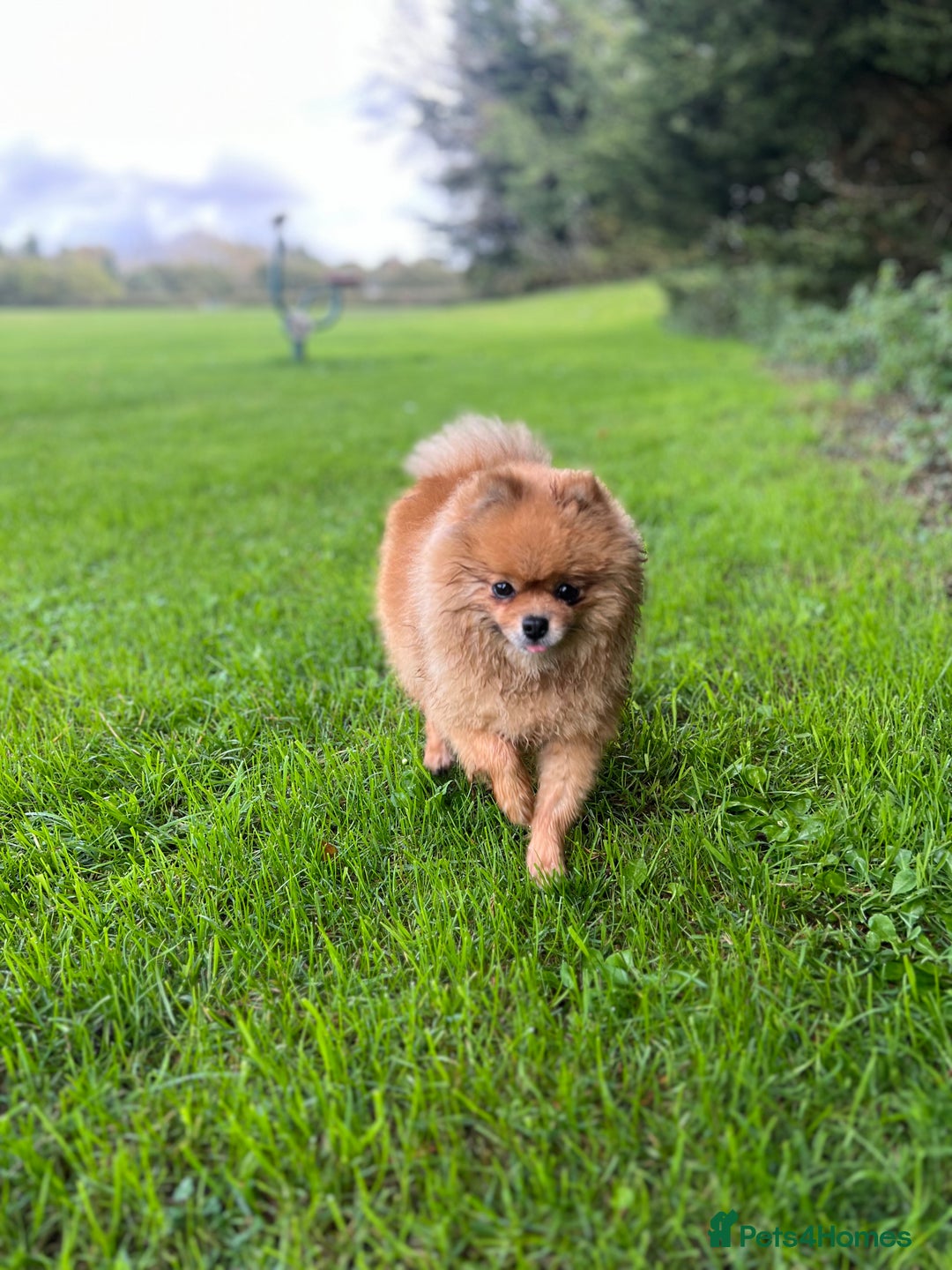 Pomeranian dogs for sale: RUNA  - Image 2