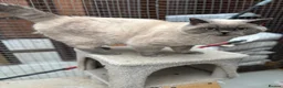 British Shorthair cats for stud: GGCF active British shorthair Blue CP  stud 2yrs - Advert 5