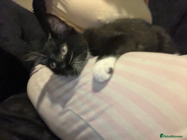 Maine Coon cats ! 12 week kitten for sale! - Advert 1