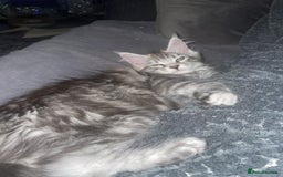 Maine Coon cats for sale: TICA registered Maine coon kittens  - Image 31