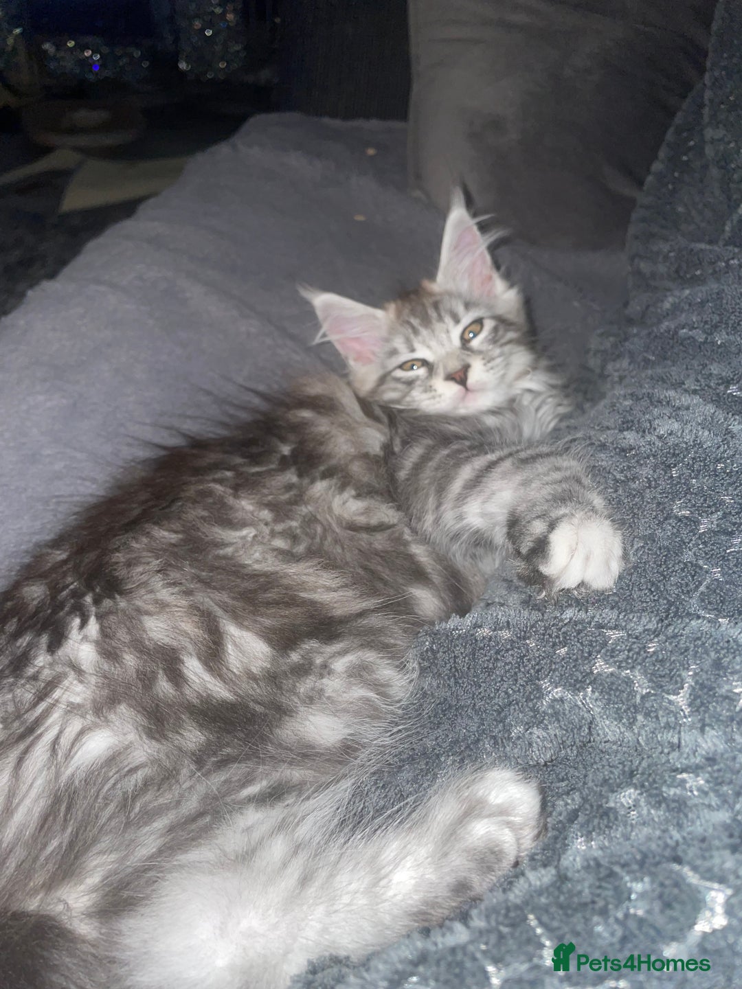 Maine Coon cats for sale: TICA registered Maine coon kittens  - Image 31