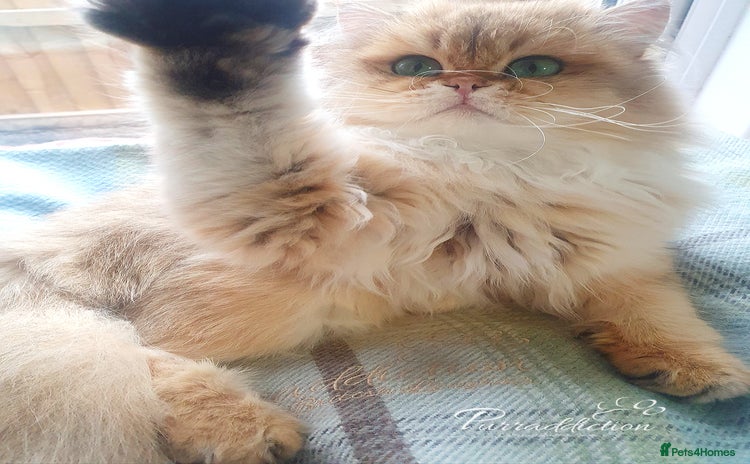 British Longhair cats - Advert 1