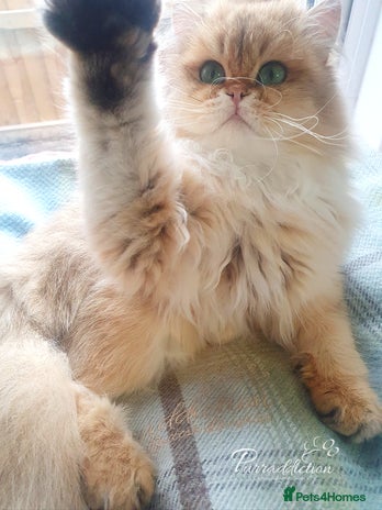 British Longhair cats - Advert 1