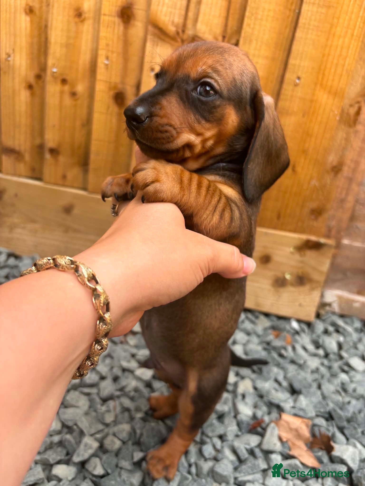 Dachshund dogs Dachshund puppies  - Advert 1