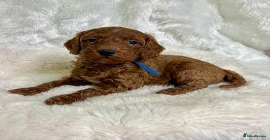 Goldendoodle dogs multigenerational Australian Golden doubledoodles - Advert 1