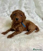 Goldendoodle dogs multigenerational Australian Golden doubledoodles - Advert 1