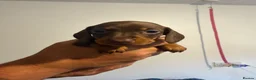 Miniature Dachshund dogs for sale: Miniature dachshund  - Advert 2