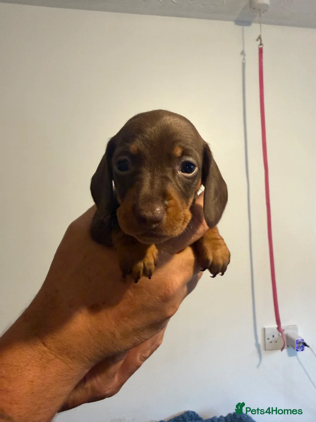Miniature Dachshund dogs for sale: Miniature dachshund  - Advert 2