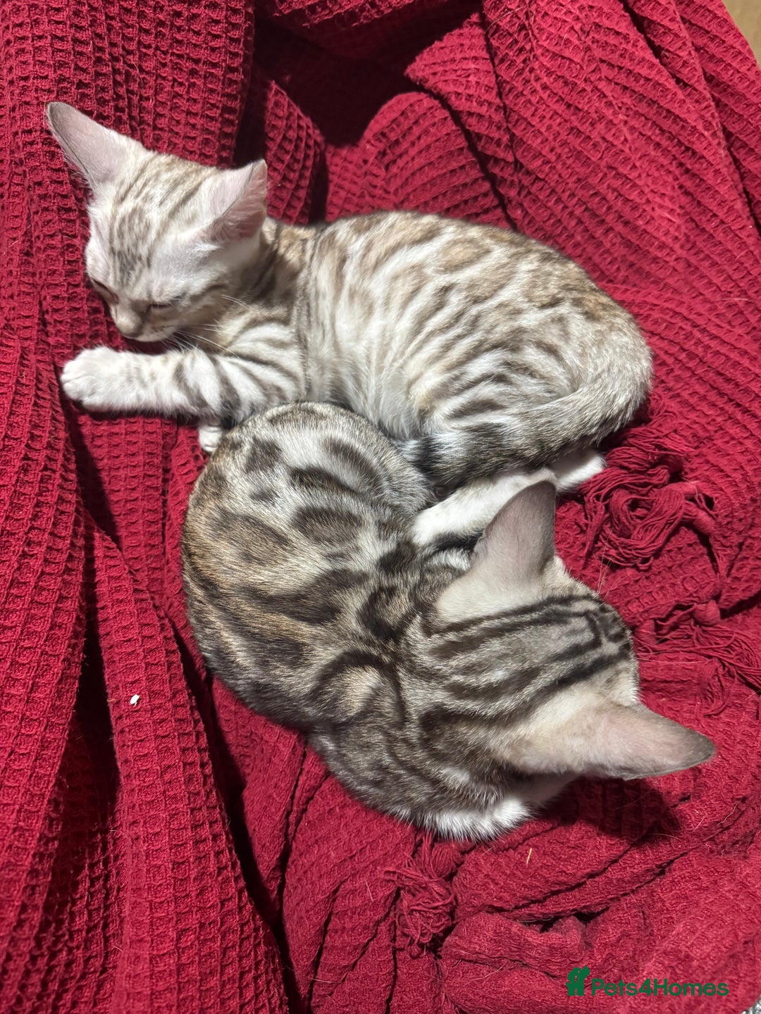 Bengal cats for sale: TICA Silver Bengal kittens - Advert 7