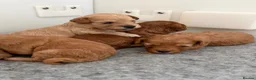 Cavapoo dogs for sale: F1B Cavapoo Puppies  in London - Advert 9