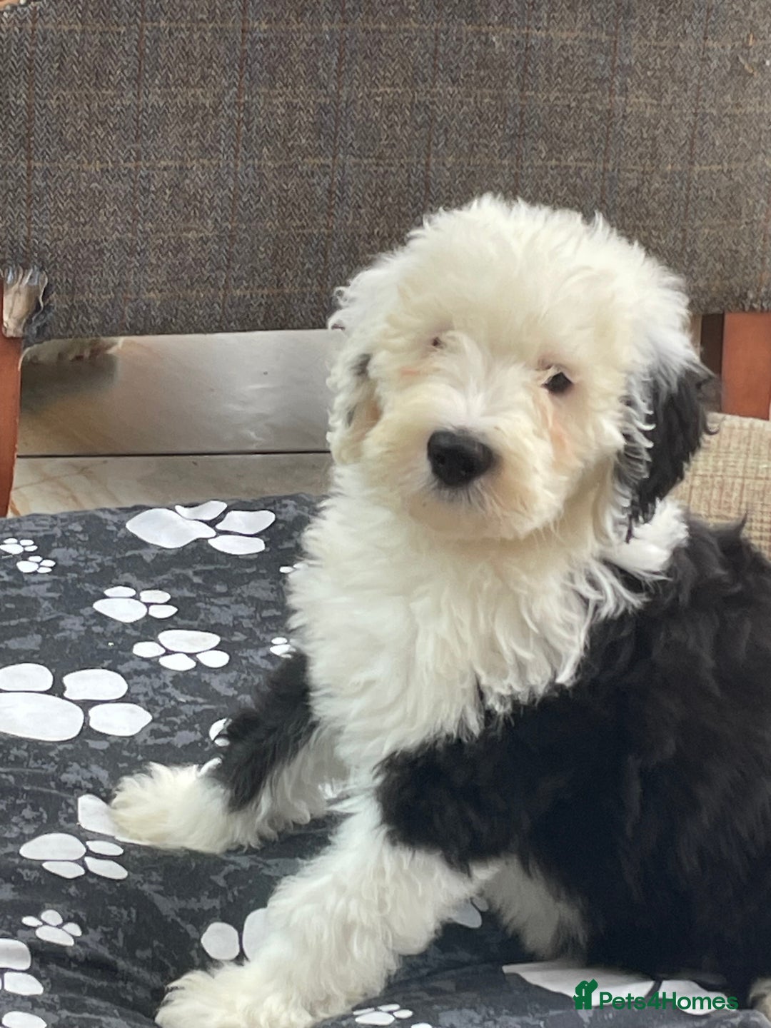 Old English Sheepdog dogs for sale: Kc old English sheep dog puppies  - Image 16