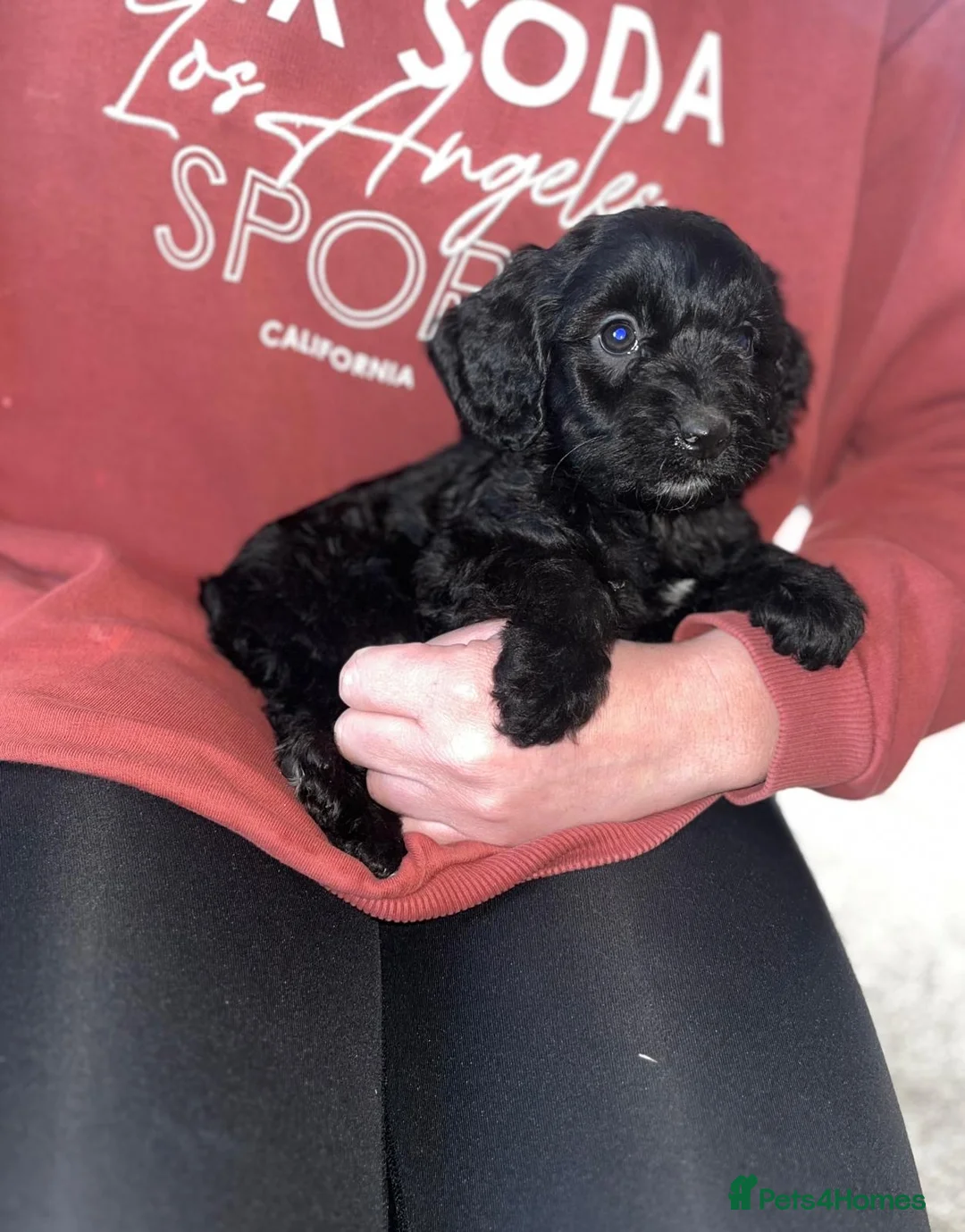 Cockapoo dogs for sale: Merle F1 Cockapoo  - Advert 9