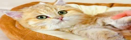 British Shorthair cats for sale: Meet Our Sweet British Shorthair Kittens in Nottingham - Advert 3