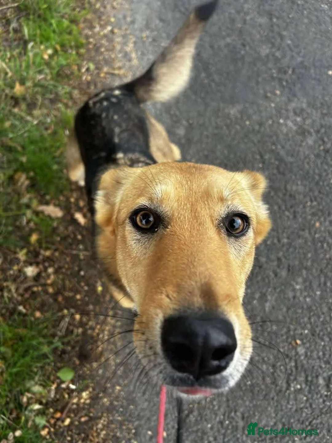 Mixed Breed dogs for adoption: Meet Mabel, currently residing in Wigan in Wigan - Advert 2