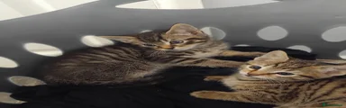 Mixed Breed Kitten 1