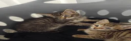Mixed Breed cats for sale: 2 stunning tabby kittens  - Advert 8