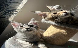 Maine Coon cats for sale: Pure Maine coon - Image 4
