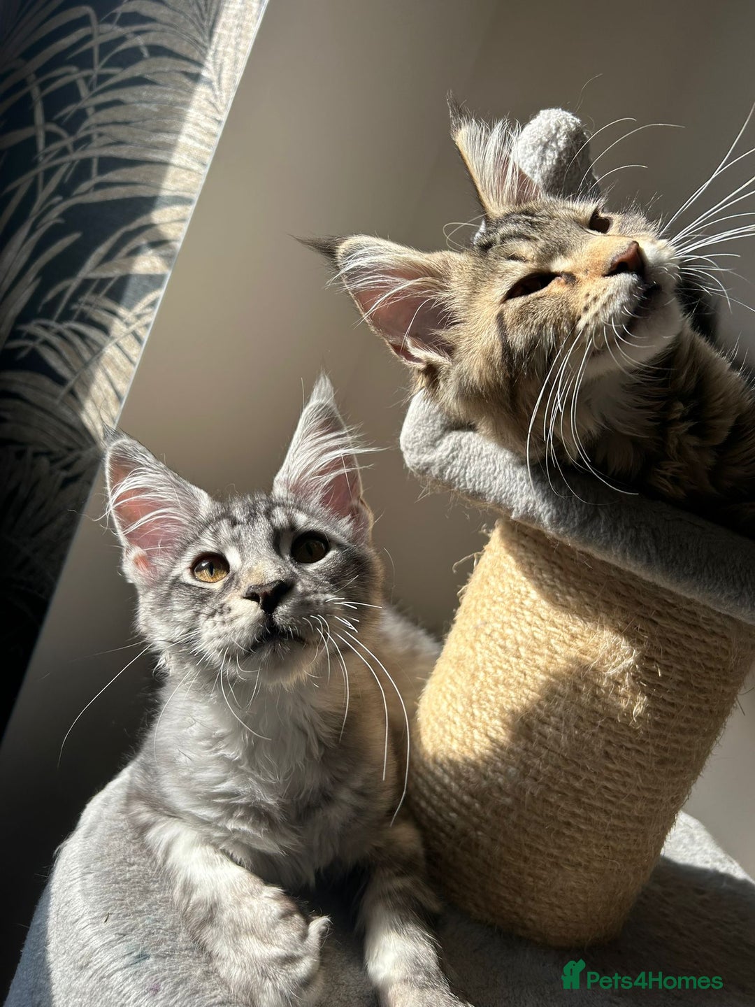 Maine Coon cats for sale: Pure Maine coon - Image 4