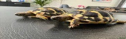 Hermann Tortoise reptiles for sale: 9 Month Old Hermanns Tortoises for Sale x 2 in Egham - Advert 1