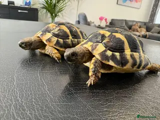 Hermann Tortoise reptiles 9 Month Old Hermanns Tortoises for Sale x 2 - Advert 1