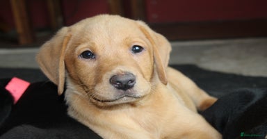 Labrador Retriever dogs - Advert 2