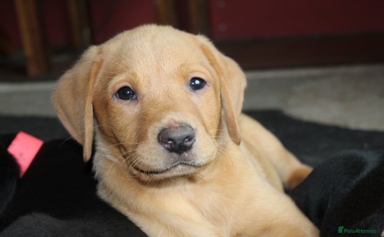 Labrador Retriever dogs - Advert 7