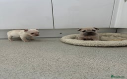 French Bulldog dogs for sale: French bulldog puppies  - Advert 22