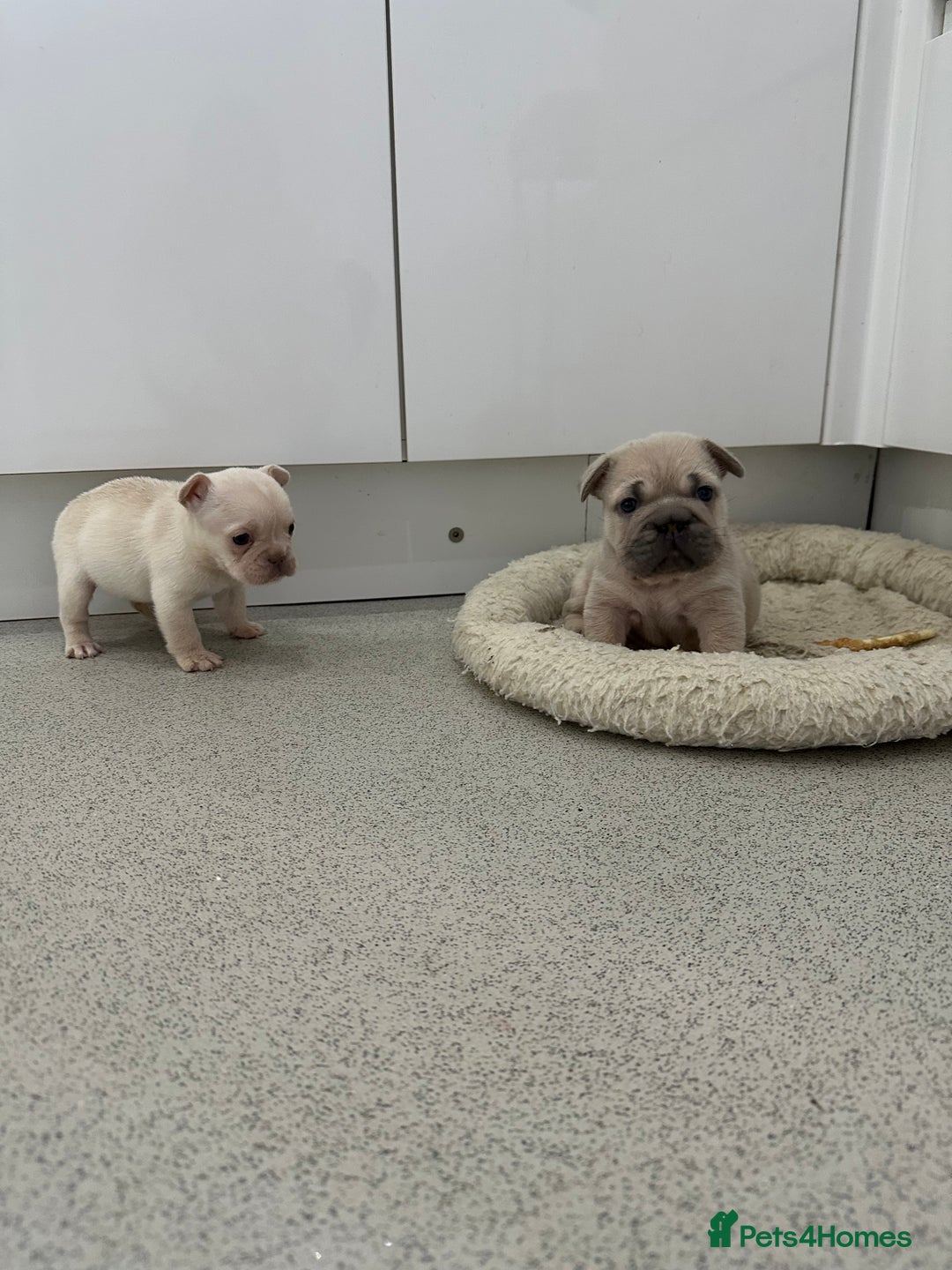 French Bulldog dogs for sale: French bulldog puppies  - Advert 22
