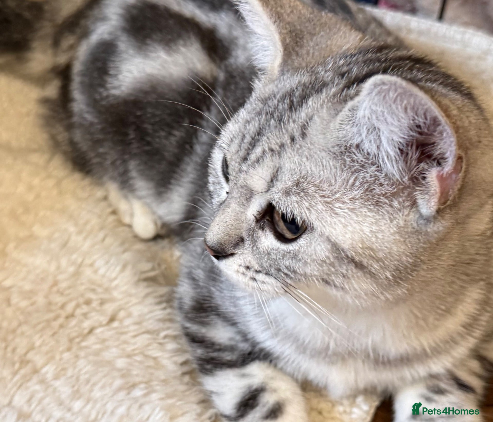 British Shorthair cats Stunning Silver BSH Kittens GCCF Champion Lines - Advert 2