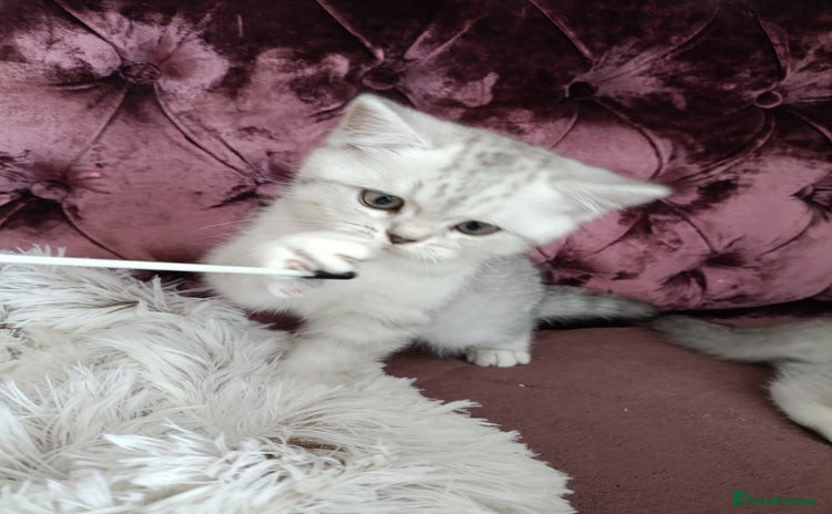 British Shorthair cats - Advert 8
