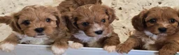 Cavapoo dogs for sale: Fox Red f1 cavapoo puppies  - Advert 4