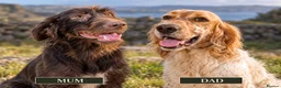 Mixed Breed dogs for sale: Gorgeous Pointer x setter puppies in Tenby - Advert 8
