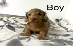 Miniature Dachshund dogs for sale: Miniature longhair dachshunds health test parents  - Image 12