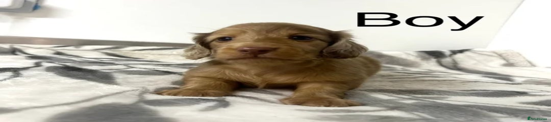 Miniature Dachshund Puppy 1