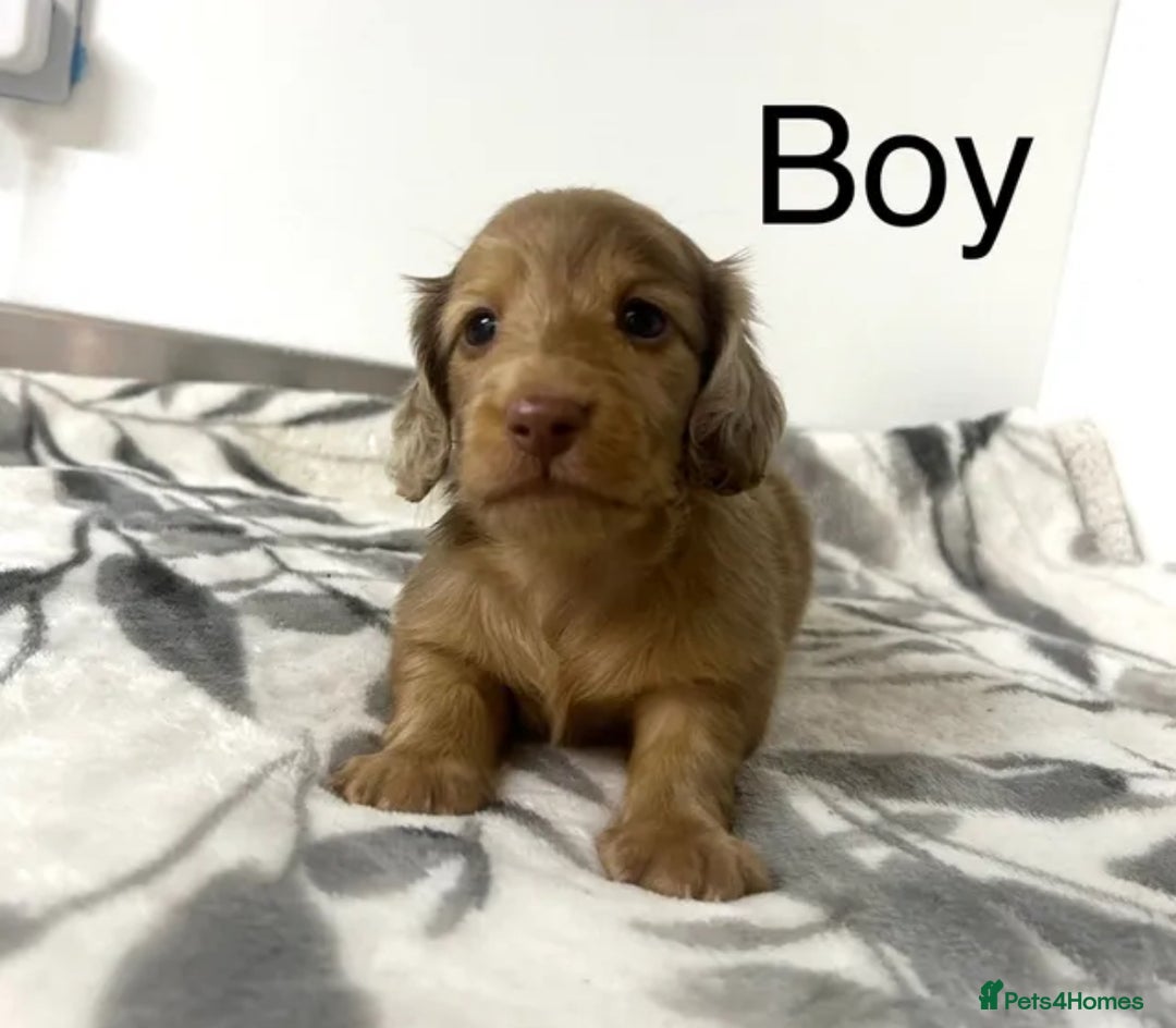 Miniature Dachshund dogs for sale: Miniature longhair dachshunds health test parents  - Image 12
