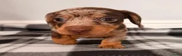 Miniature Dachshund dogs for sale: Beautiful litter of miniature dachshund puppies. - Advert 8