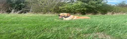 Labrador Retriever dogs for stud: 🐾 REX — GOLDEN LABRADOR RETRIEVER AT STUD 🐾 in Bedford - Advert 4