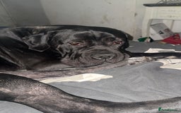 Cane Corso dogs for sale: Puppies - Image 12