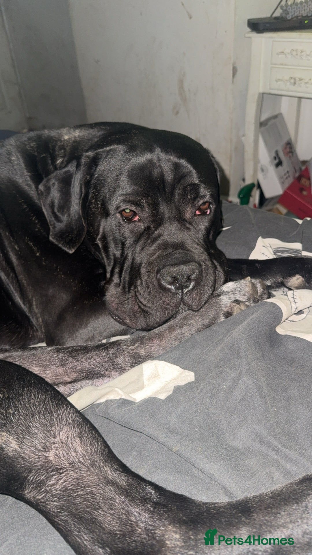 Cane Corso dogs for sale: Puppies - Image 12