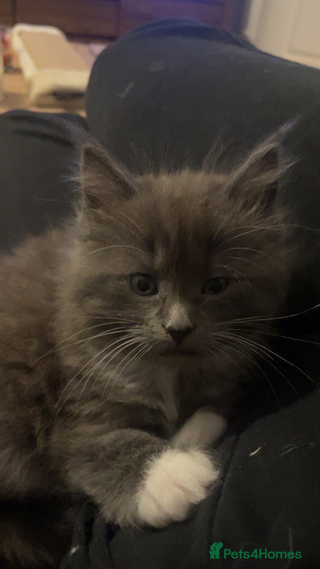 Ragdoll cats for sale: 4 maincoon x ragdoll kittens - Advert 21