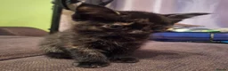 Mixed Breed cats for sale: Very nice kittens:3 boys and 3 girls - Advert 28