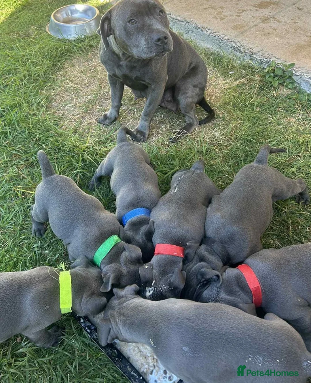 Staffordshire Bull Terrier dogs for sale: PURE Blue English Staffy puppies, Ready to go now! - Advert 1