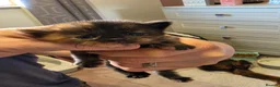 Mixed Breed cats for sale: Kittens for sale mixed litter  - Advert 11